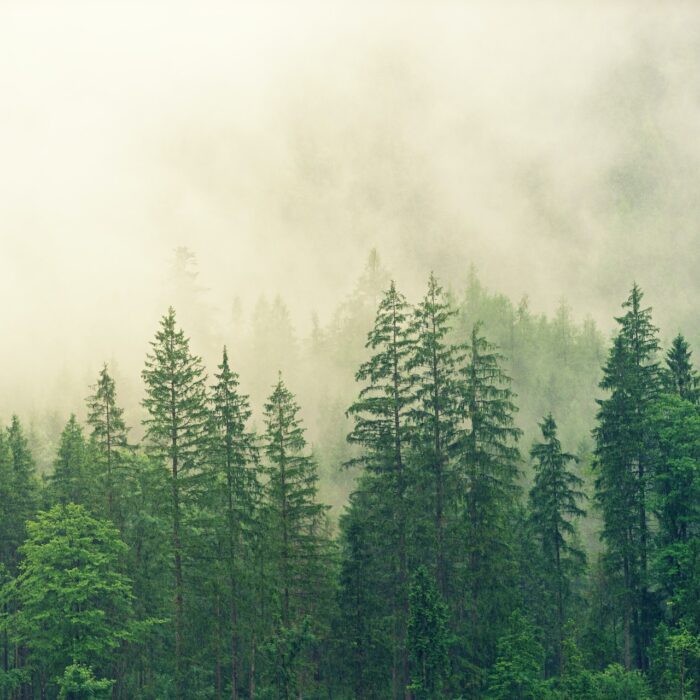 for test